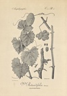 Ampelographie Pl. 1 Grape Leaves