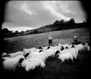 Sheepherder - Carlingford Lough, Northern Ireland