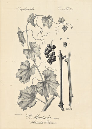 Ampelographie Pl. 21 Grape Leaves