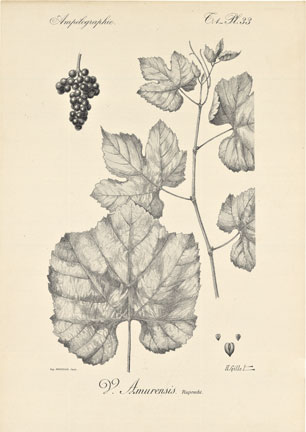Ampelographie Pl. 33 Grape Leaves