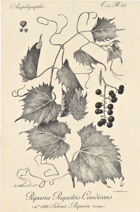 Ampelographie Pl. 55 Grape Leaves