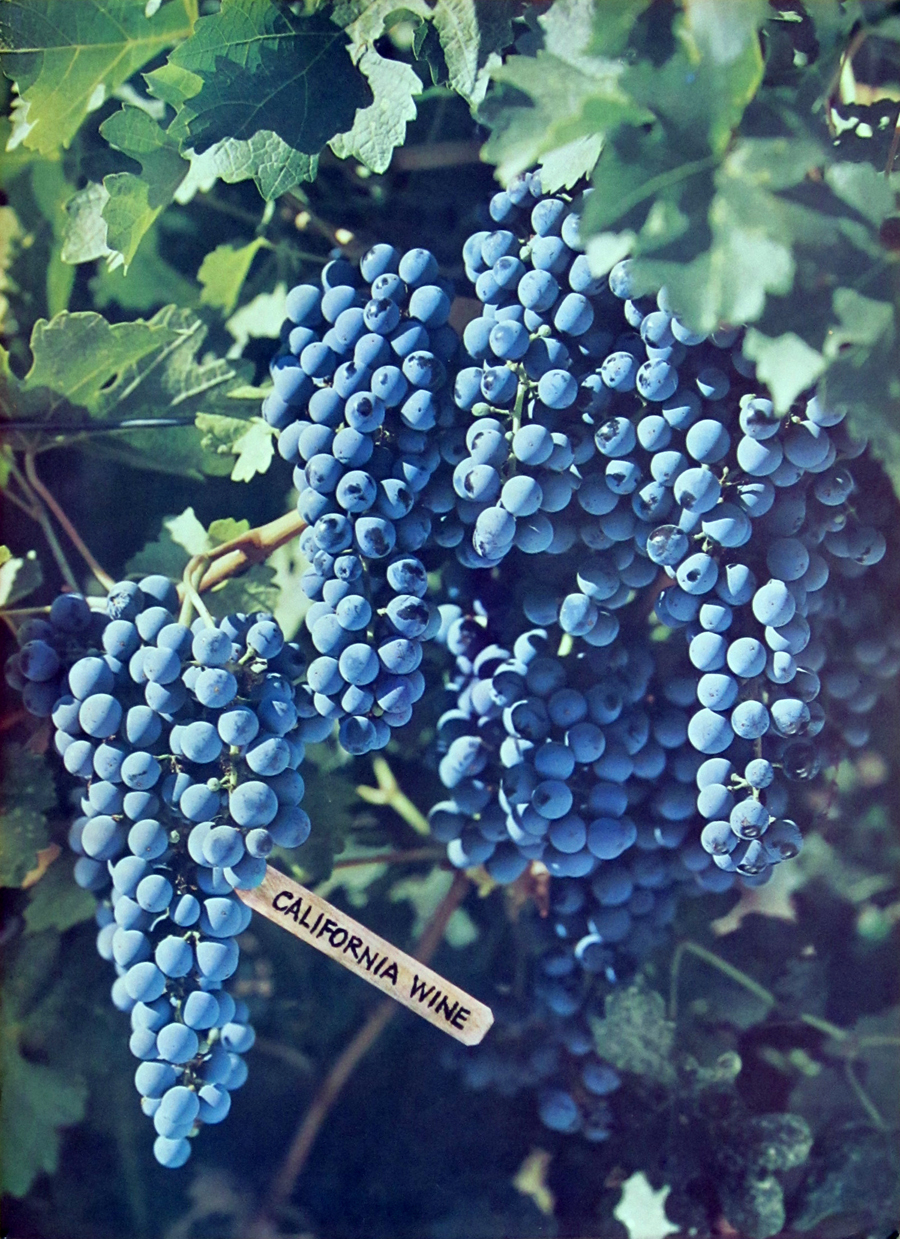 California Wine (Blue Grapes)