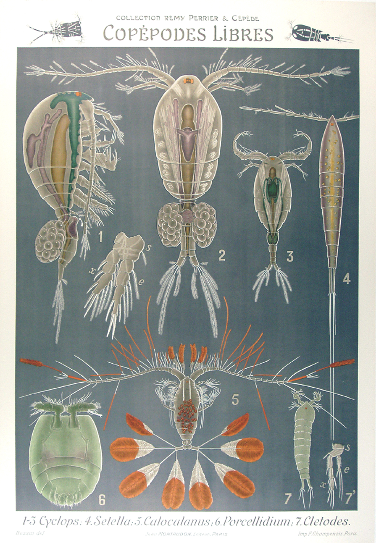 Copepodes