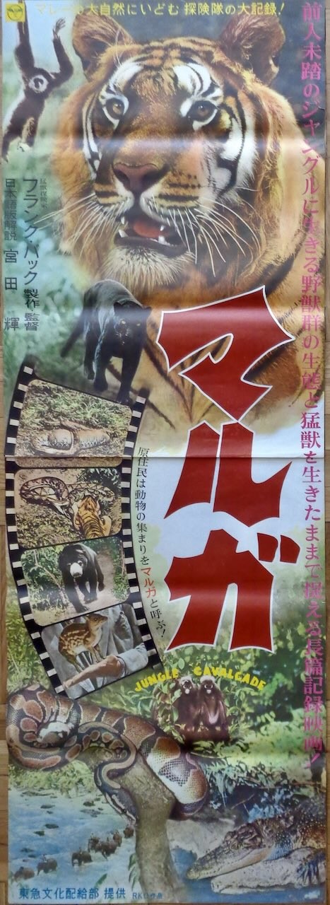 Jungle Cavalcade