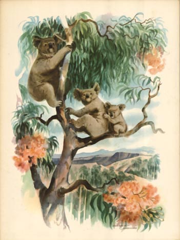 Matson Lines Australia  (Koala)